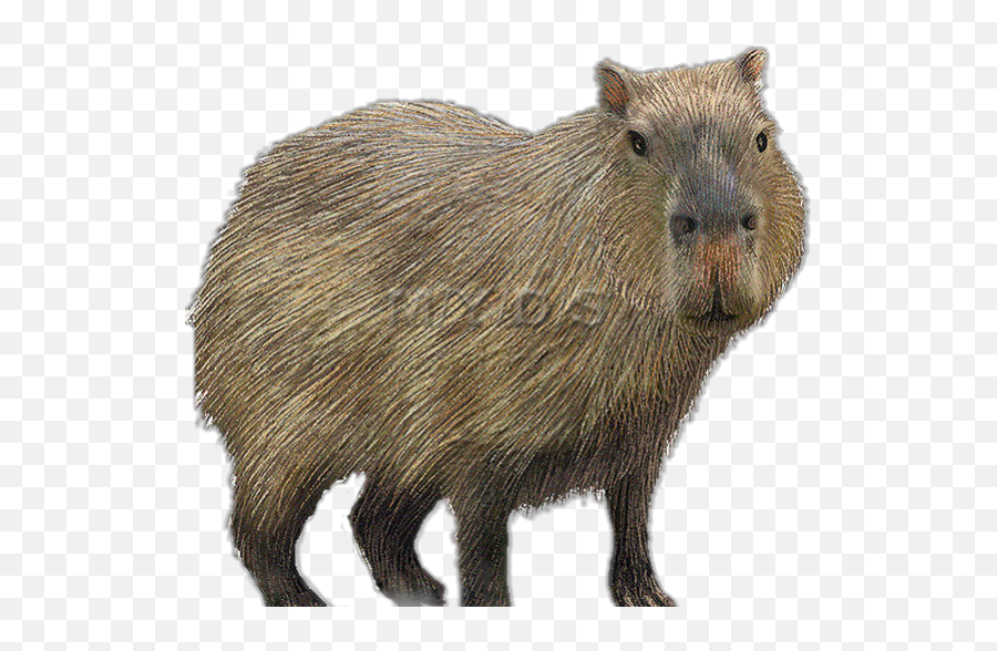 Capybara Sticker - Capybara Emoji,Capybara Emoji