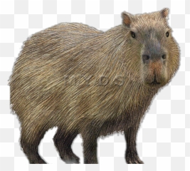 Capybara Sticker - Capybara Emoji,Capybara Emoji