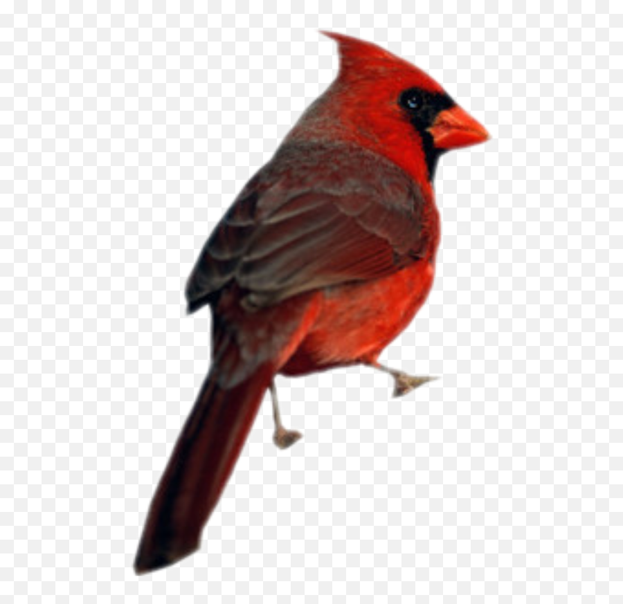 Cardinal Bird Sticker - Cardinal Bird Emoji,Cardinal Emoji