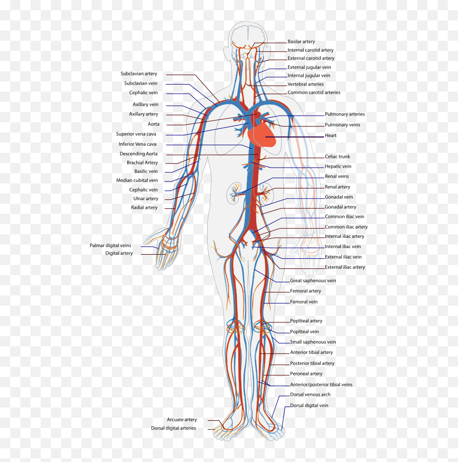 Anatomie Voortgangstoetscrux Helpdecoassistentnl - Veias E Artérias Do Corpo Humano Emoji,What Does 