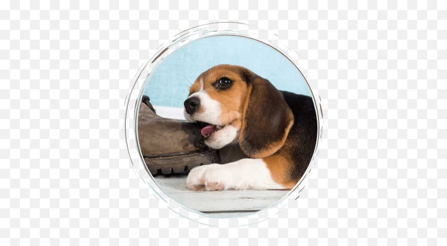 Niagara Dog Training Ltd Dog Training Services In St - Dogs Teething Emoji,Beagle Puppy Emotions