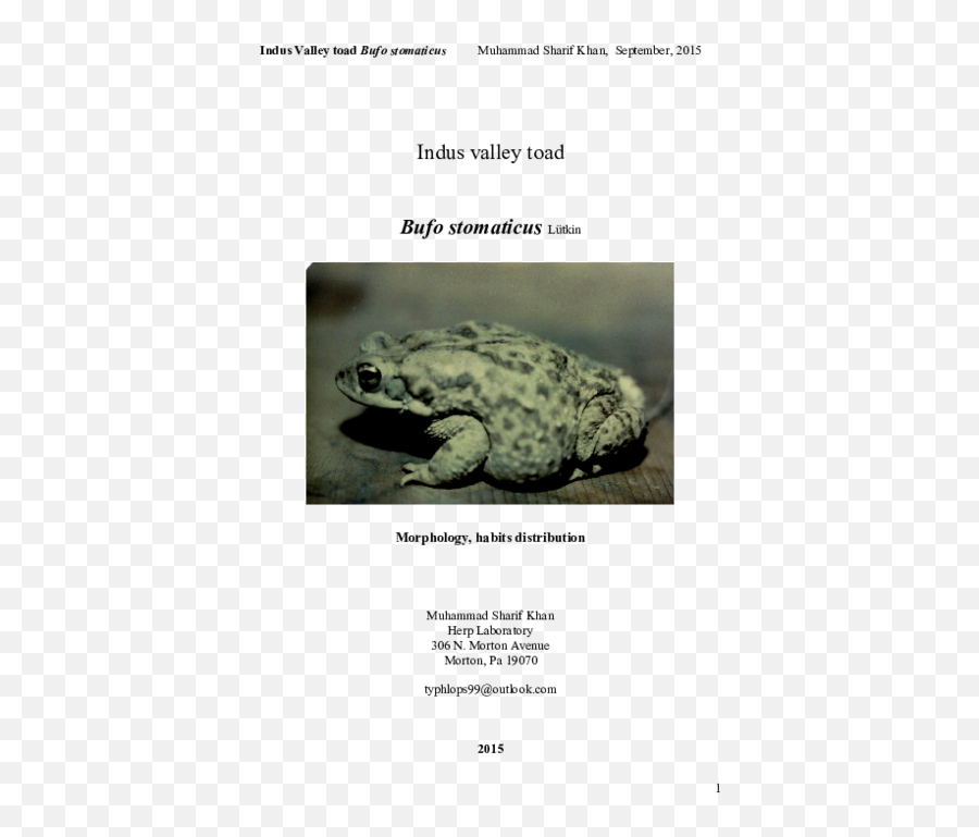 Pdf Indus Valley Toad Bufo Stomaticus Muhammad S Khan And - Western Spadefoot Toads Emoji,Spadefoot Toad Emotion