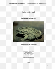 Pdf Indus Valley Toad Bufo Stomaticus Muhammad S Khan And - Western Spadefoot Toads Emoji,Spadefoot Toad Emotion