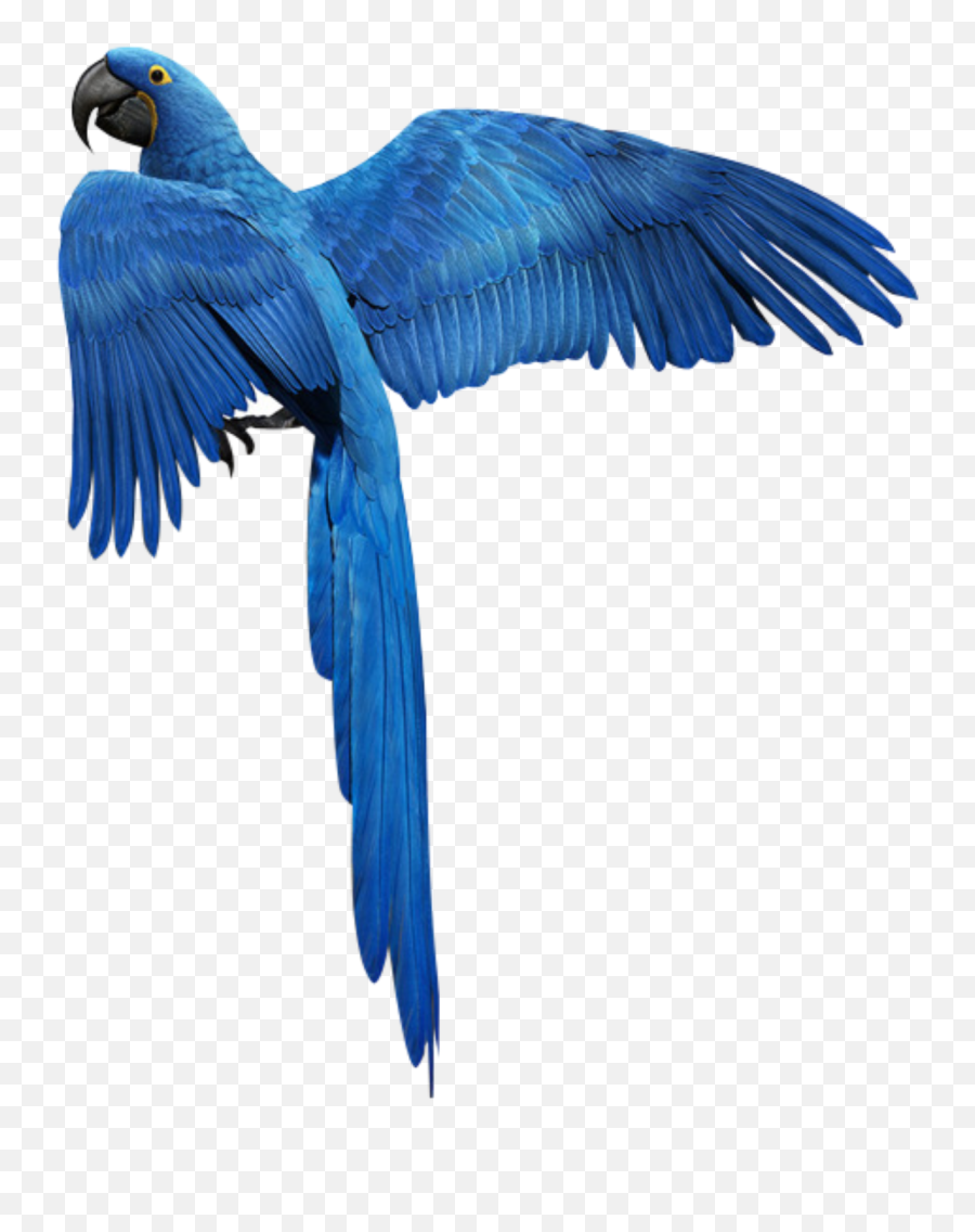 Blue Bird Flying Fly Heaven Birds Mq - Parrots Emoji,Blue Bird Emoji
