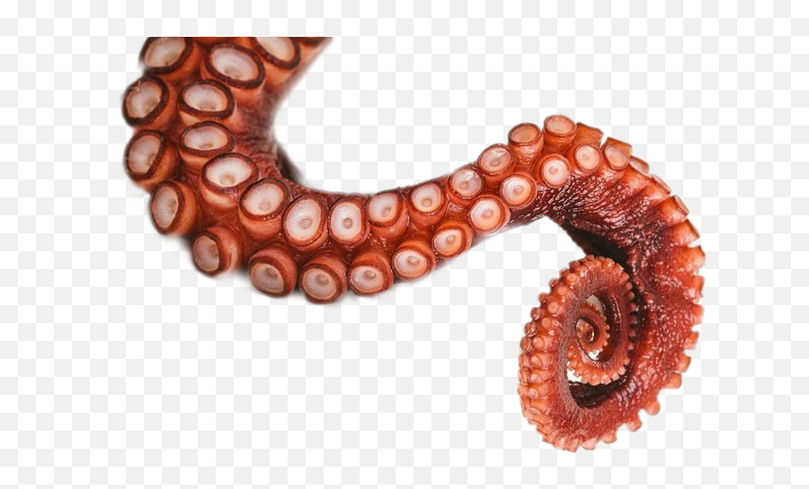 Largest Collection Of Free - Toedit Stickers On Picsart Emoji,Octopus Emoji Transparent