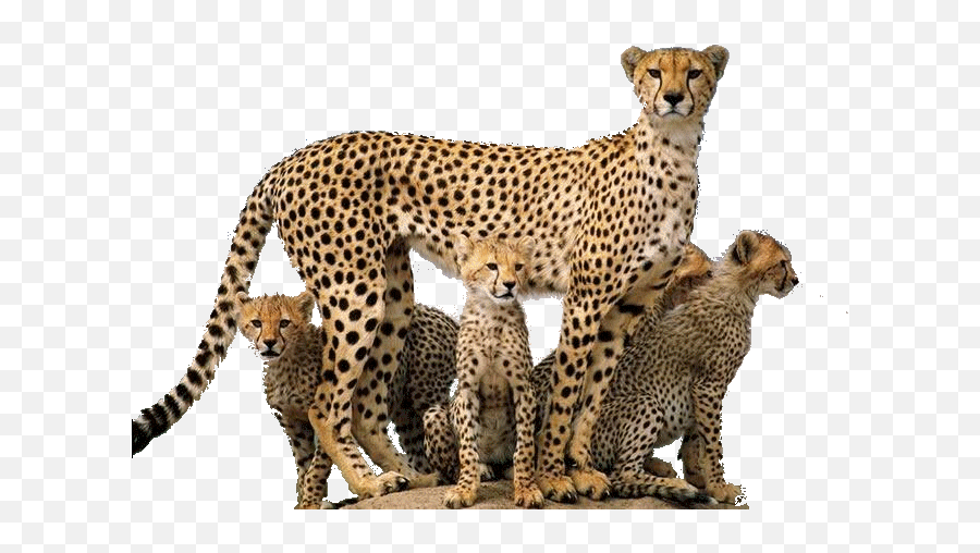 716x468 - High Resolution Cheetah Hd Emoji,Cheetah Emoji