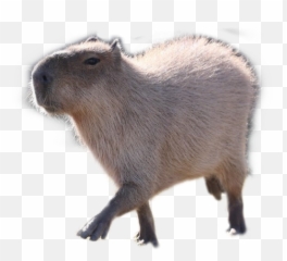 Capybara Sticker - Capybara Emoji,Capybara Emoji