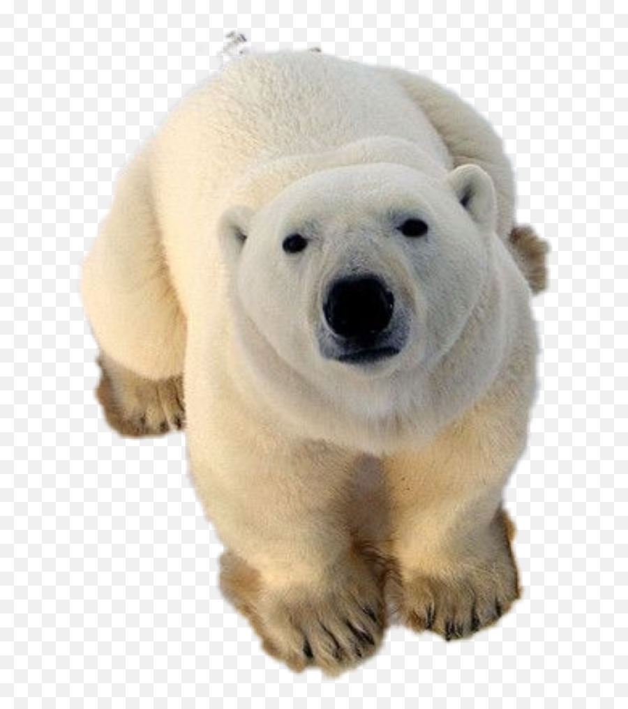 Polar Bears Sticker Challenge - Polar Bear Migration Emoji,Kik Polar Bear Emoji