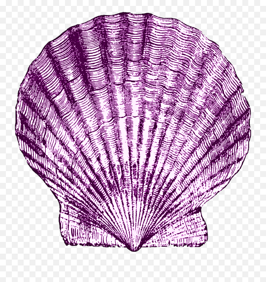 Small Clipart Sea Shell - Clip Art Library Purple Sea Shell Png Emoji,Seashell Emoji