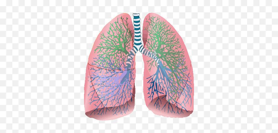 At The Intersection Of Physics And Emotion U2013 Constructal Law - Lungs Cystic Fibrosis Gif Emoji,Emotion In Chickens