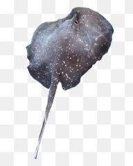 Stingray Sticker - Deep Emoji,Stingray Emoji