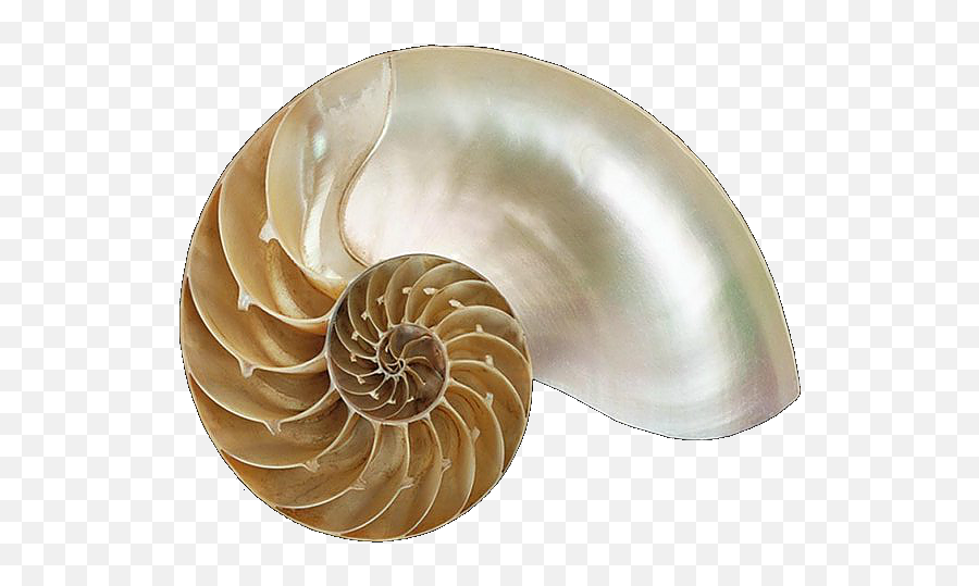 Pcp Newsblog - Chambered Nautilus Emoji,Gabriele Chiari Emotion Role In Pct