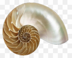 Pcp Newsblog - Chambered Nautilus Emoji,Gabriele Chiari Emotion Role In Pct