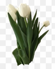 Cottagecore Png Aesthetic Pictures - Still Life Photography Emoji,Sweet--emotion Tumbmr
