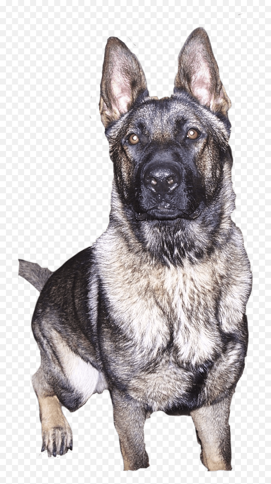 German Shepherd Breeders In New York - Vulnerable Native Breeds Emoji,German Sheppherd Emotions Based On Ears