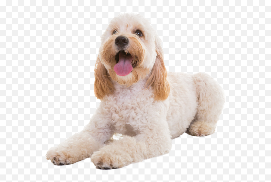 Cockapoo Temperament Lifespan Grooming Training Petplan Emoji,Far Side Emotions Of A Dog Cartoons