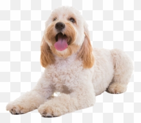 Cockapoo Temperament Lifespan Grooming Training Petplan Emoji,Far Side Emotions Of A Dog Cartoons