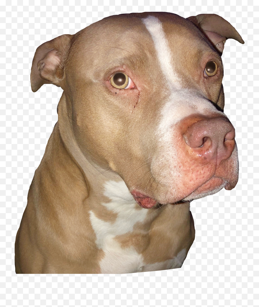 The Most Edited Culpable Picsart Emoji,Pitbull Emoji Stickers