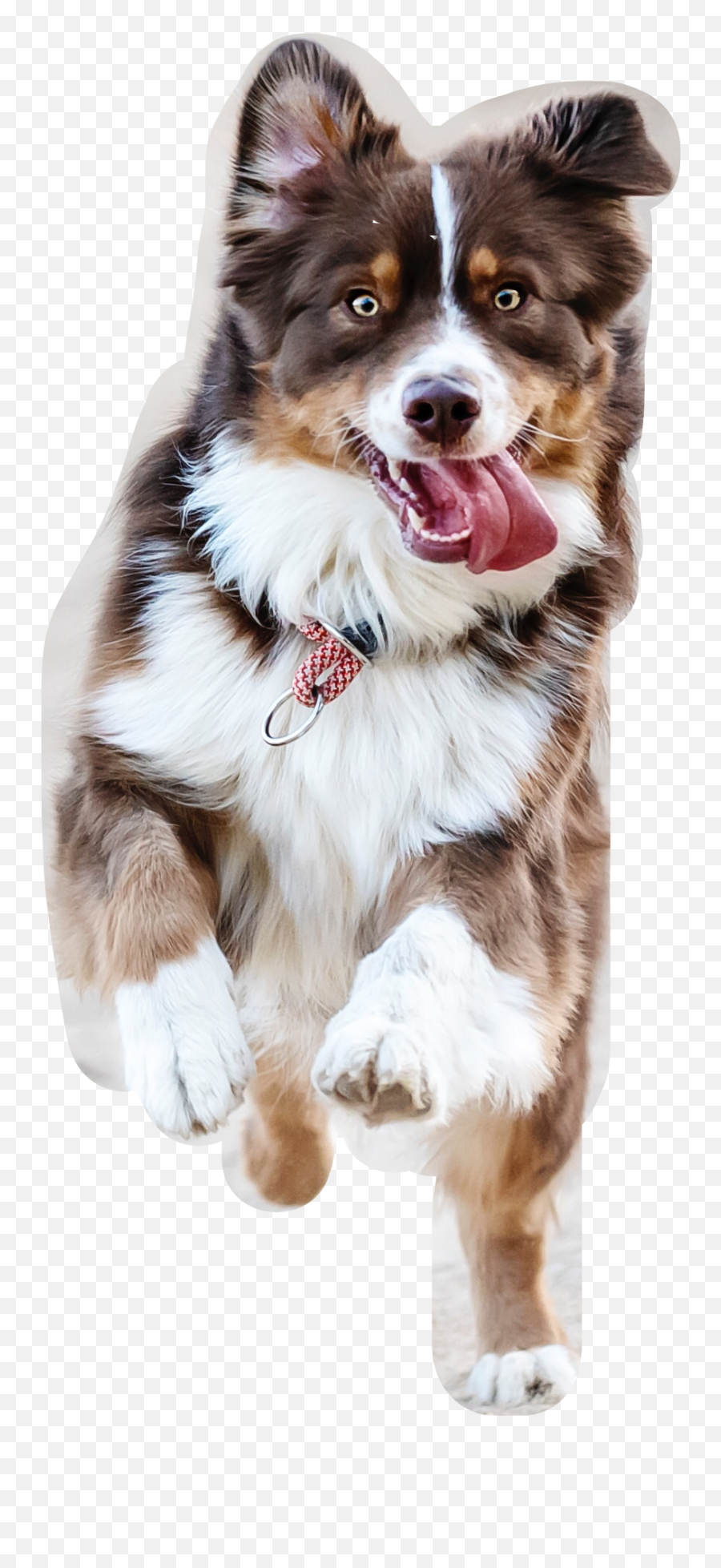 Running Tongueout Sticker - Pet Social Media Post Design Emoji,Bernese Mountain Dog Emoji