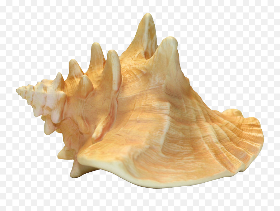 Shell Clipart Conch Shell Conch - Transparent Conch Shell Png Emoji,Conch Shell Emoji