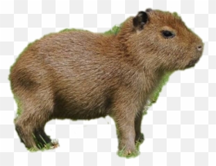 Capybara Sticker - Cabybara Transparent Emoji,Capybara Emoji