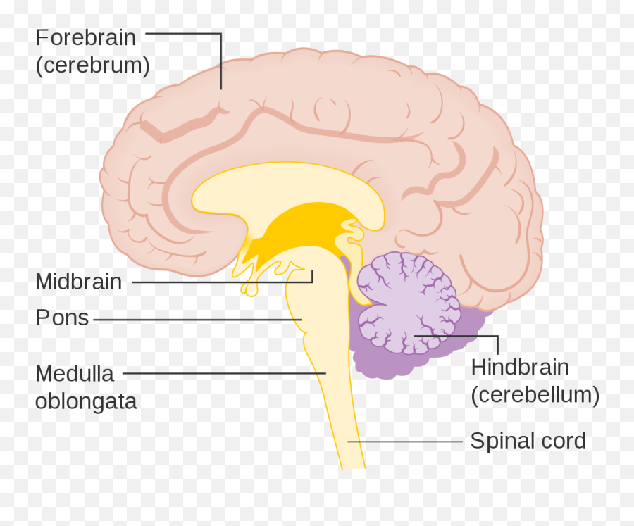 85 Central Nervous System U2013 Human Biology - Midbrain Pons And Medulla Oblongata Emoji,Structures Of The Limbic System Involved With Emotions