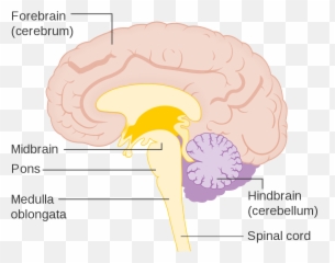 85 Central Nervous System U2013 Human Biology - Midbrain Pons And Medulla Oblongata Emoji,Structures Of The Limbic System Involved With Emotions