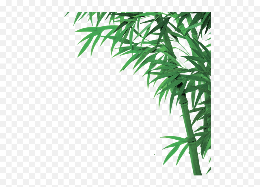 737x567 - Transparent Bamboo Leaf Transparent Bamboo Background Emoji,Bamboo Emoji