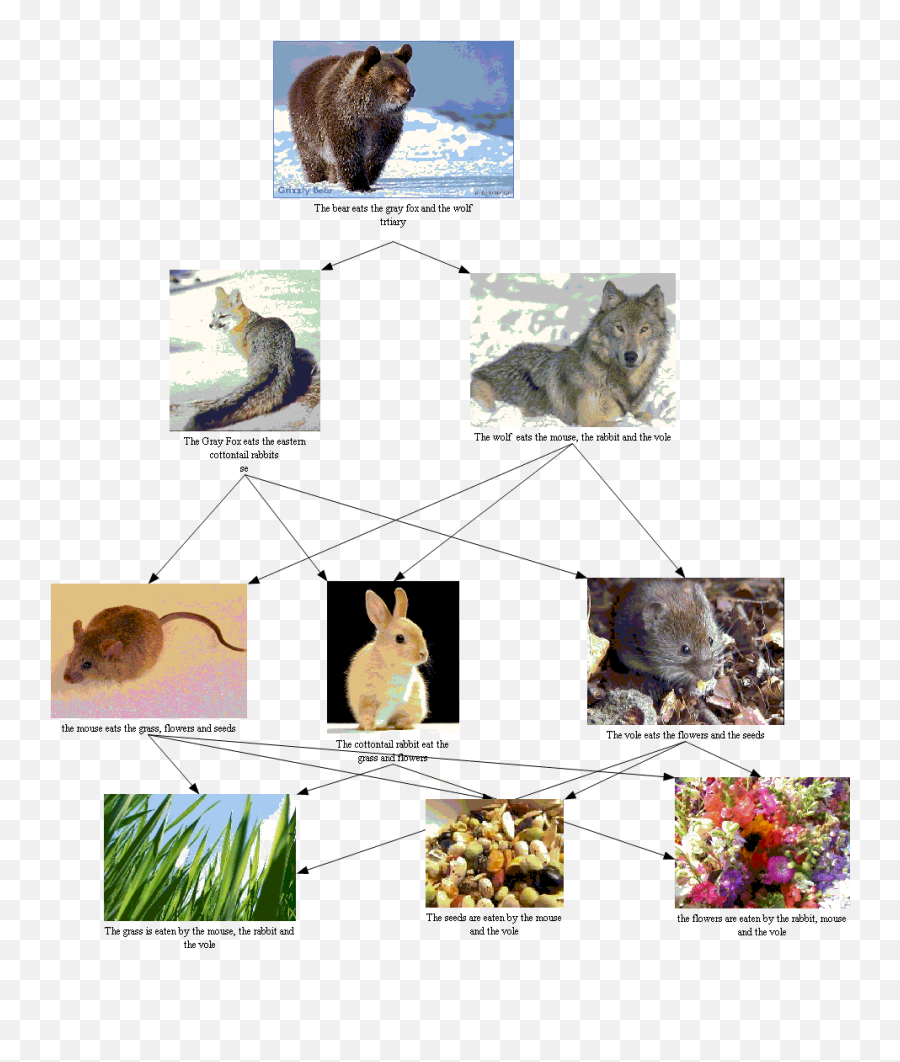 Qpanimals Gray Fox Fennec Fox Eating - Wildlife Emoji,Fox And Hare Emoji