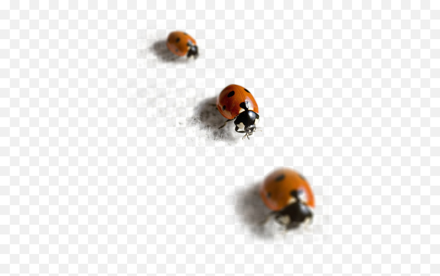 Lady Bug - Ladybird Emoji,What Is The Termite, Ladybug Emoticon
