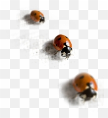 Lady Bug - Ladybird Emoji,What Is The Termite, Ladybug Emoticon