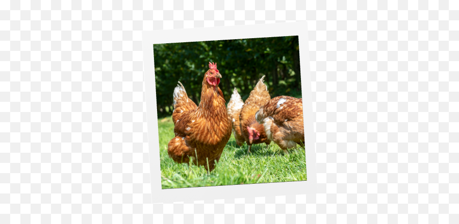Chicken Life Blue Sky Family Farms - Comb Emoji,Facebook Emotions Chickens