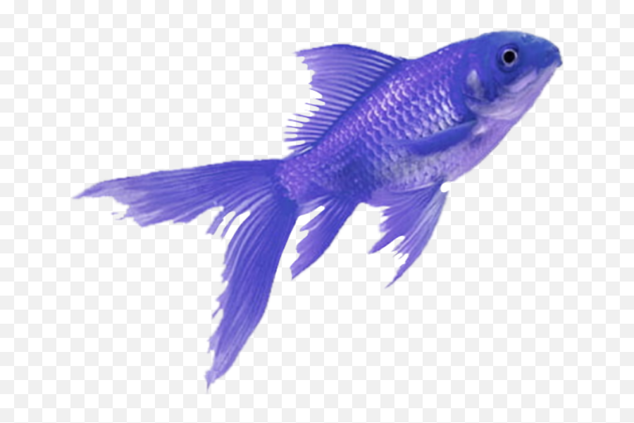 To - Vaporwave Blue Png Aesthetic Emoji,Bluefish Emojis