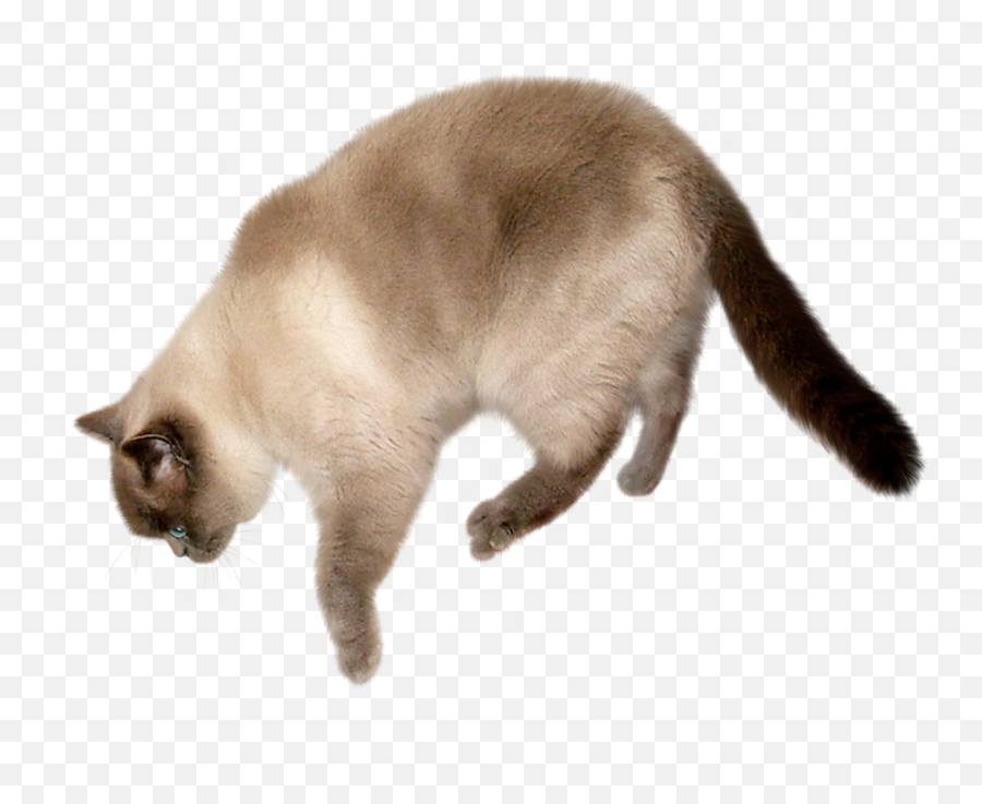 Cat Png Transparent Image Png Download - Cat Stock Image Transparent Emoji,Siamese Kitty Emoticon