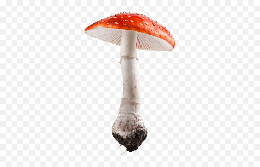 Amanita Muscaria Fly Agaric U2014 The Psychedelic U201cmario Emoji,Emoji Mushroom Chair