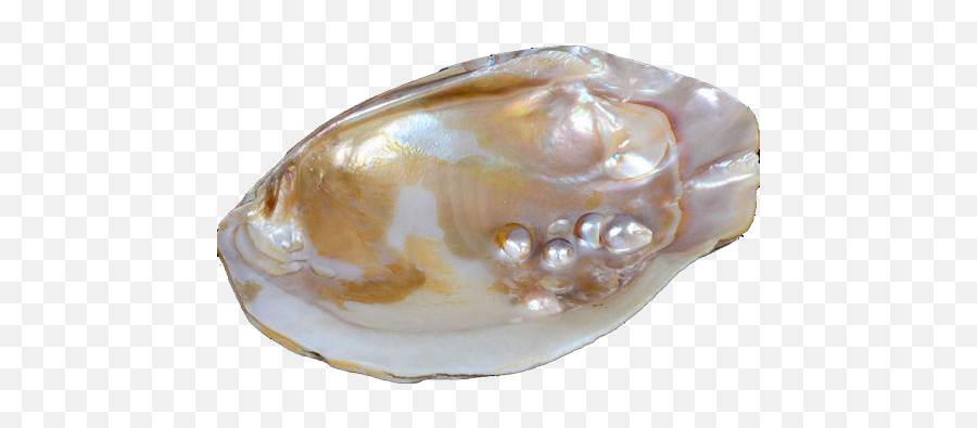 Buy Real Pearl Oyster Shell Designer - Oyster With Pearl Png Emoji,Oyster Emoji
