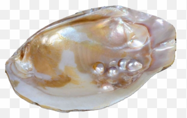 Buy Real Pearl Oyster Shell Designer - Oyster With Pearl Png Emoji,Oyster Emoji