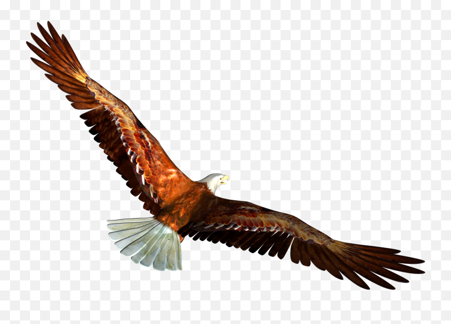 Happy Eagle Png U0026 Free Happy Eaglepng Transparent Images - Soaring Eagle Clipart Emoji,American Eagle Emoji