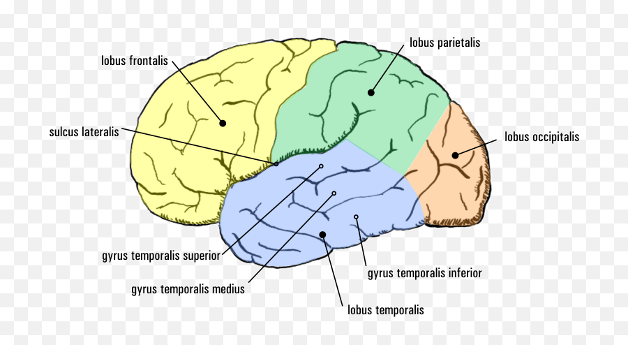 Temporal Lobe Epilepsy - Brain Medial Temporal Lobe Emoji,Cannon Bard Theory Of Emotion
