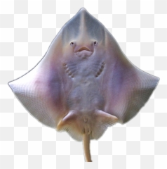 Stingray Sticker - Freshwater Whipray Emoji,Stingray Emoji