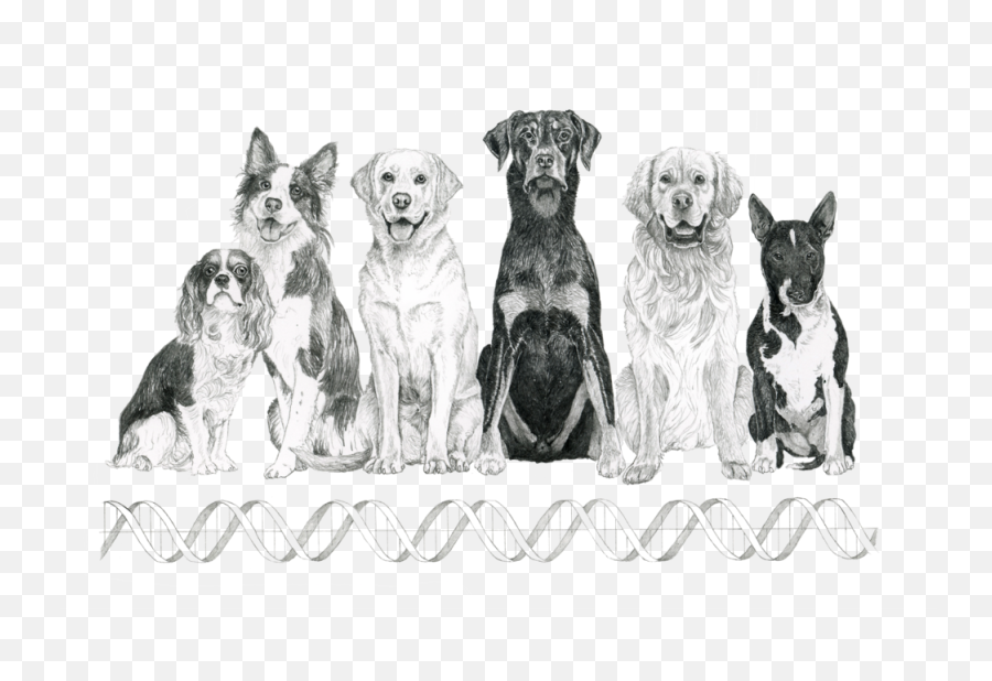 Meet The Dogs With Ocd Mosaic - Northern Breed Group Emoji,My Step Dad Thinks Animals Have Human Emotions