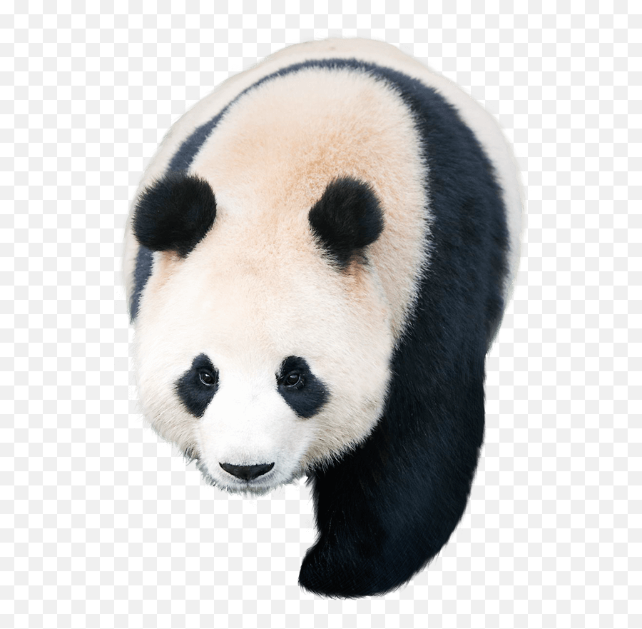 Giant Panda Pandas Kakao Games - Others Png Download 605 Giant Panda Emoji,Kakao Emoticons Png