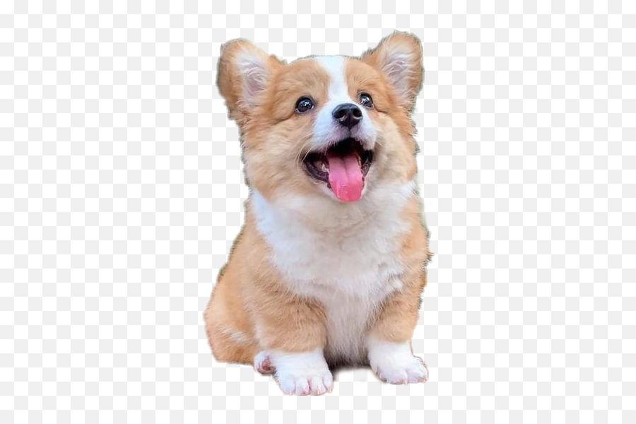 The Most Edited Corgi Picsart - Northern Breed Group Emoji,Animated Corgi Emojis