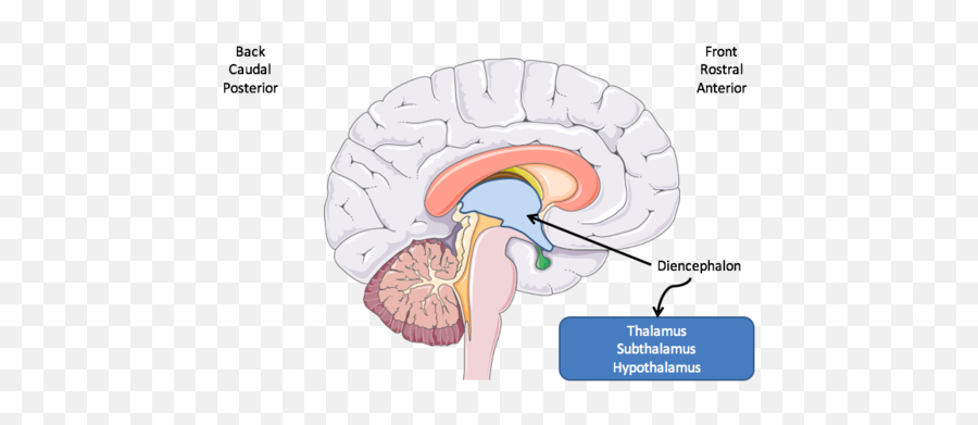 Thalamus And Hypothalamus Flashcards Quizlet - Sagittial View Of Intact Brain Hypothalamus Emoji,Hypothalamus Emotions