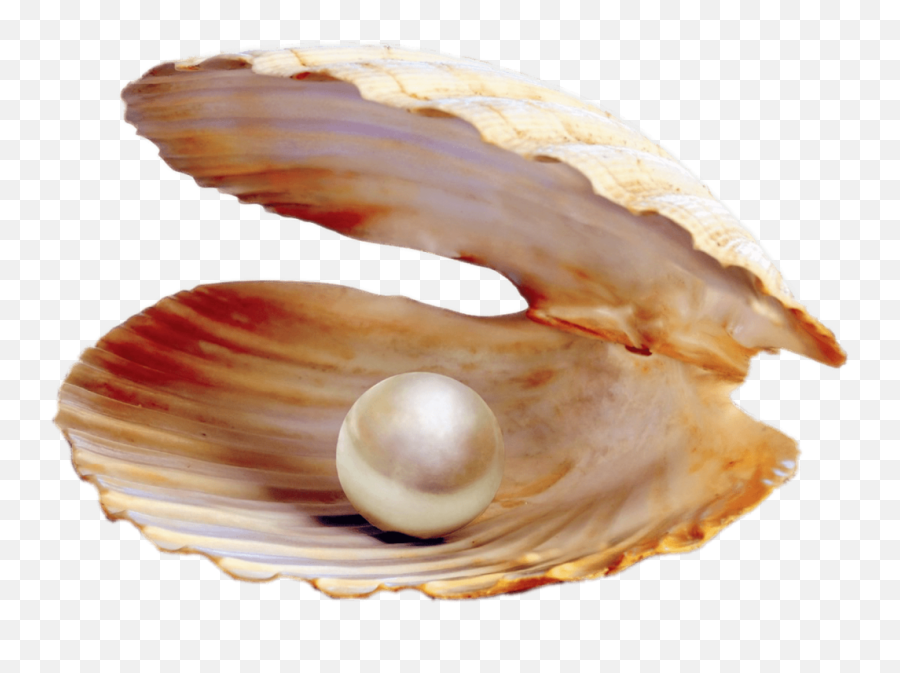 Oyster Pearl Sticker - Pearl Production From Bivalves Emoji,Oyster Emoji