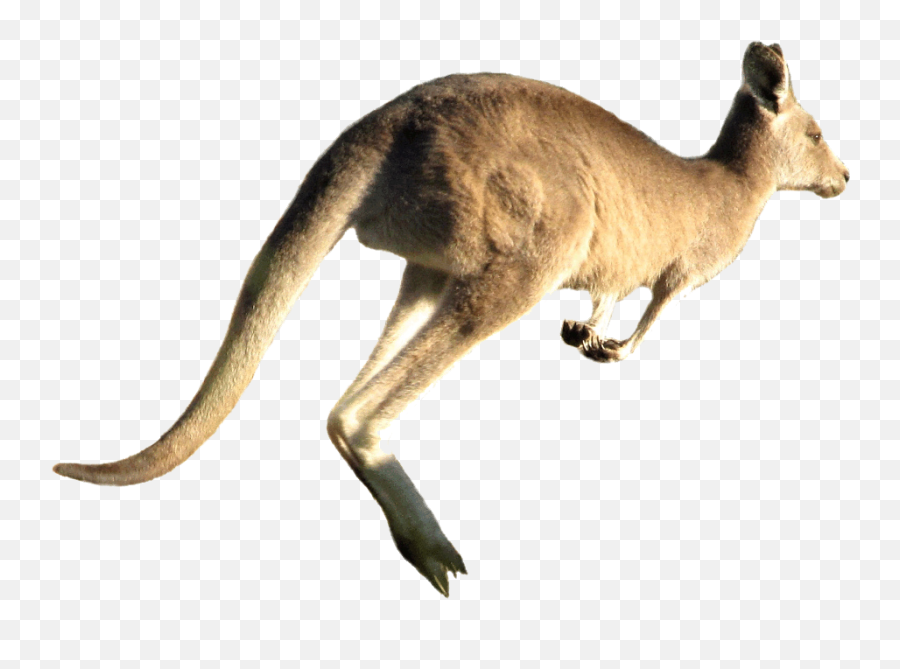 Kangaroo Png Images Free Download - Kangaroo With White Background Emoji,Kangaroo Emoji