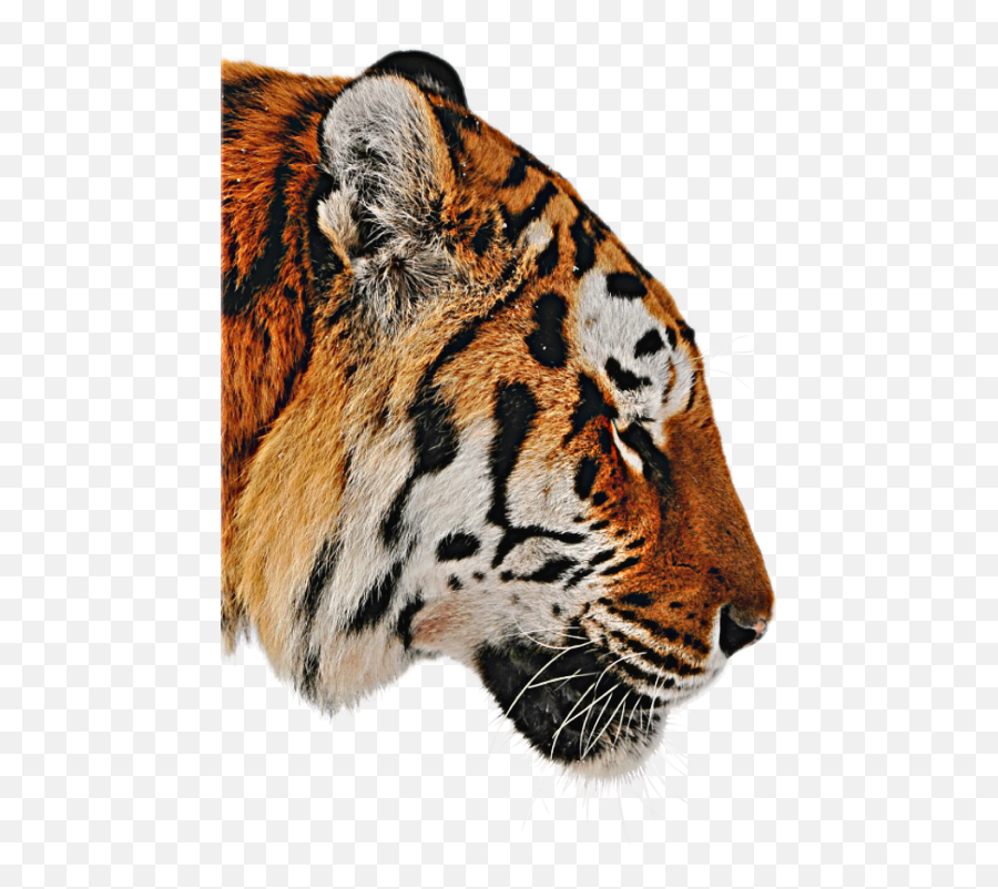 See One - Coldday Profile On Picsart Siberian Tiger Emoji,Towelie Emoji