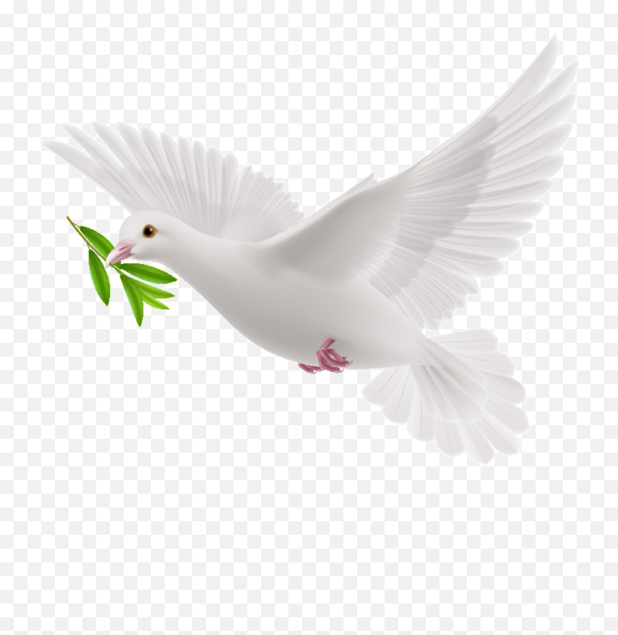 Transparent Olive Branch Dove Png - Flying White Pigeon Png Emoji,Olive Emoji