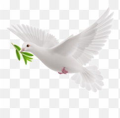 Transparent Olive Branch Dove Png - Flying White Pigeon Png Emoji,Olive Emoji