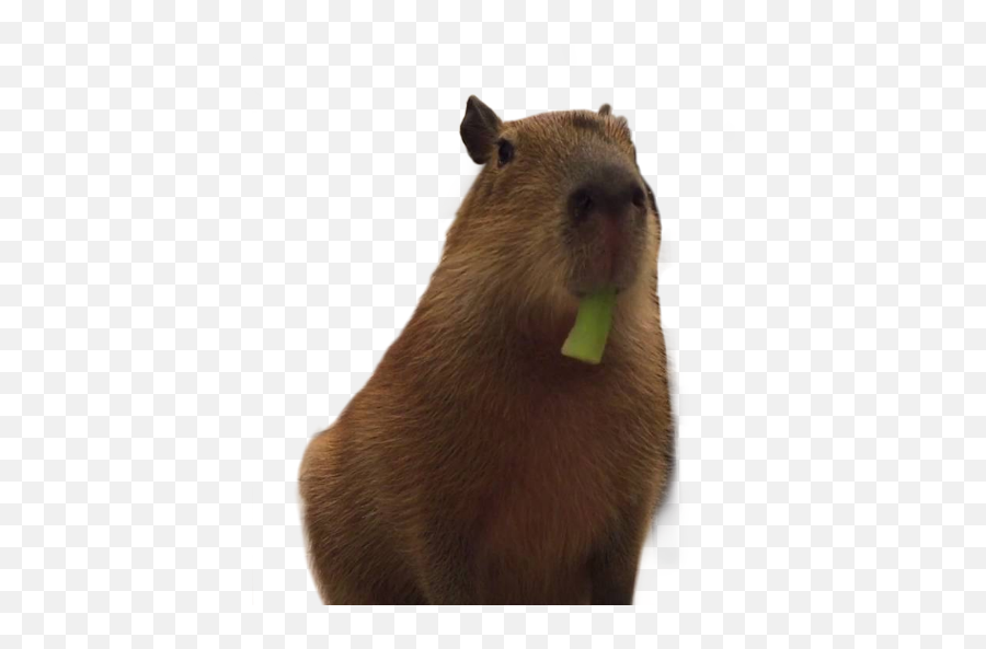 Capybara Sticker - Groundhog Day Emoji,Capybara Emoji